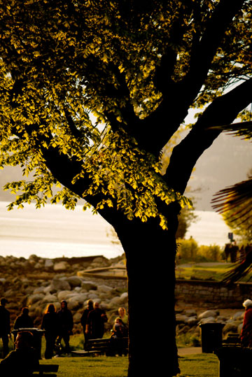 A tree is illuminated by the setting sun at English Bay