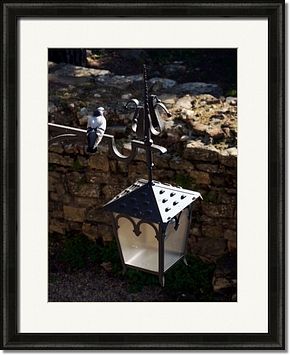 Pigeon Lantern Framed Prints