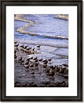 Seagull Beach Framed Prints