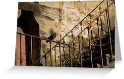 Perched Pigeon Greeting Cards