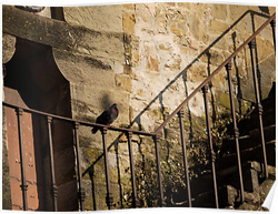 Perched Pigeon Posters