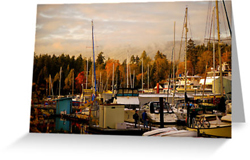 Autumn Stanley Park Harbour Greeting Cards