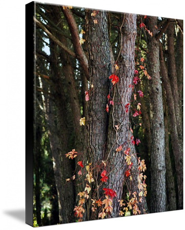 Autumn Forest Framed Prints