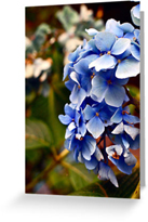 Blue Hyacinth Greeting Cards