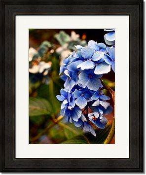Blue Hyacinth Framed Prints
