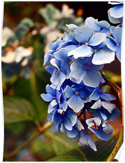 Blue Hyacinth Posters