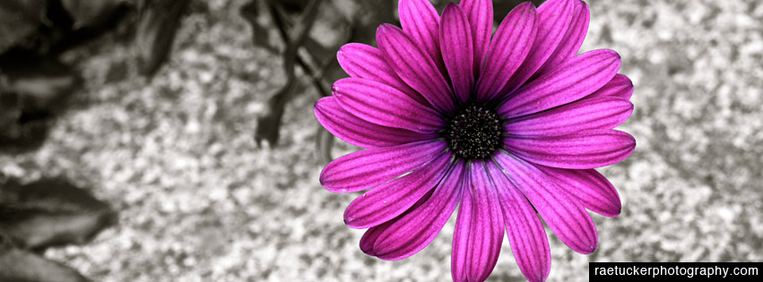 Purple Flower Facebook Banner