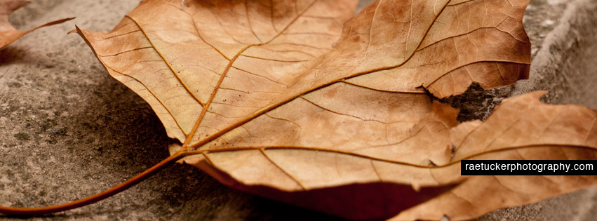 Autumn Leaf Free Facebook Banner