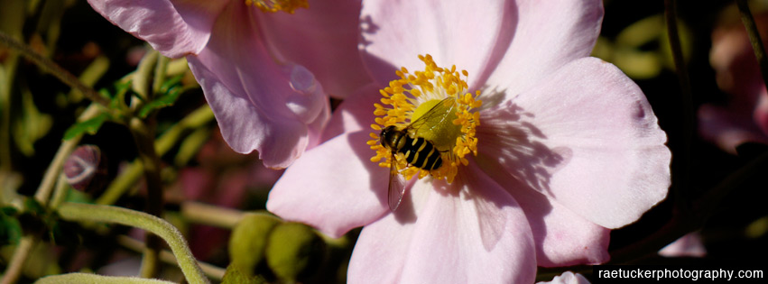 Bee and Flower Free Facebook Banner