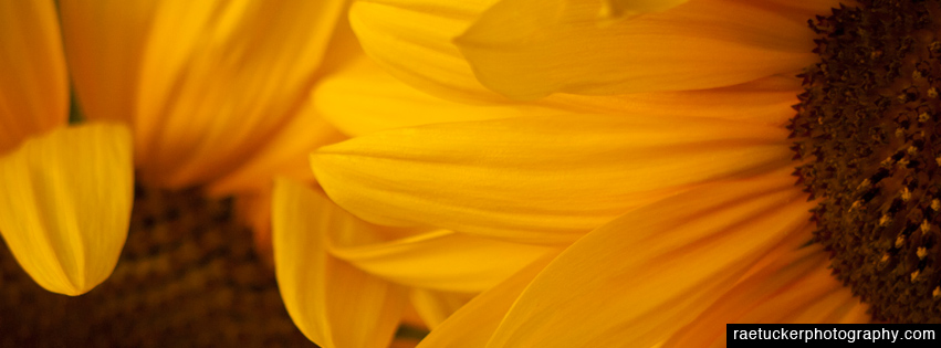 Sunflower Free Facebook Banner
