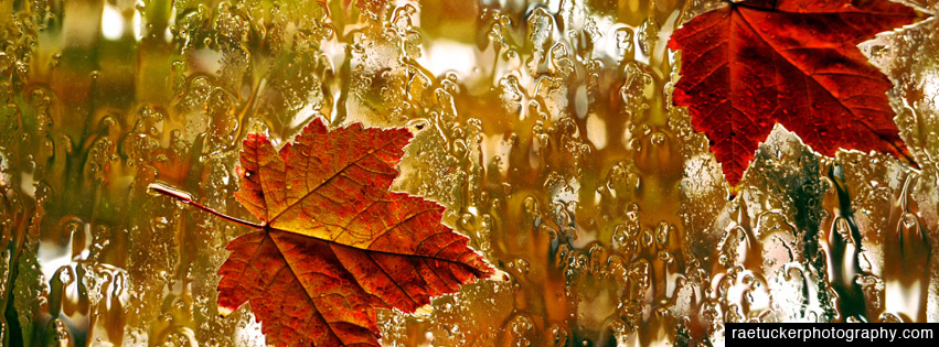 Autumn Maple Leaf Free Facebook Banner