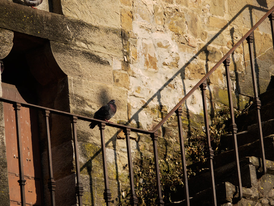 A pigeon perched on a railing in Florence, Italy