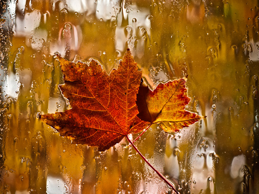Autumn Maple Leaves on a rainy window