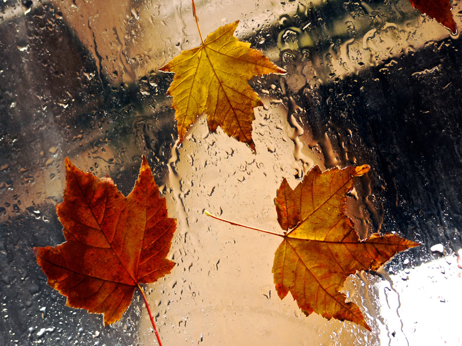 Rainy Window Autumn Maple Leaves