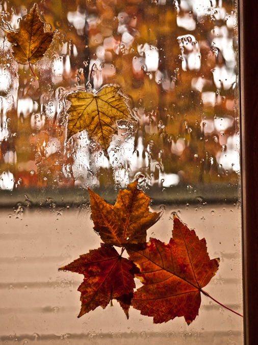 Rainy Window Autumn Maple Leaf 