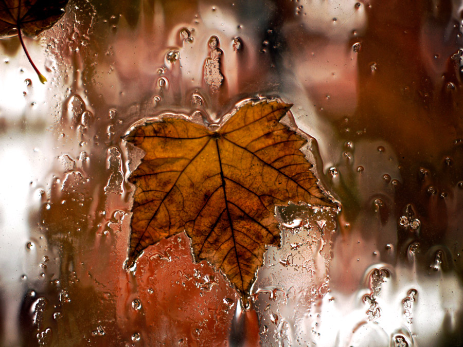 Autumn Rainy Maple Leaf on a Window