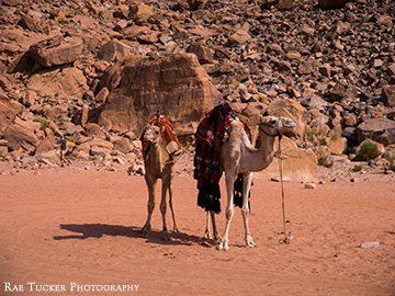 Two camels in Wadi Rum, Jordan
