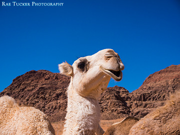 A camel appears to be laughing in Wadi Rum, Jordan