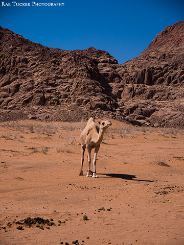 A white camel in the red Wadi Rum desert in Jordan