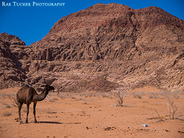 A black camel in Wadi Rum, Jordan