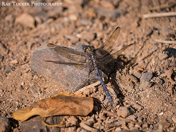A dragonfly in Jordan