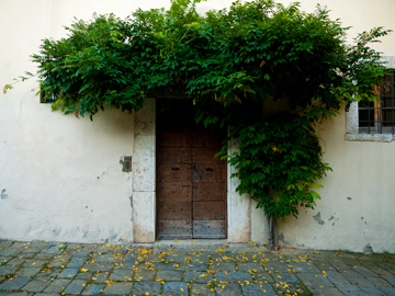 A wooden medieval door adorned with a tree in Arezzo, Italy